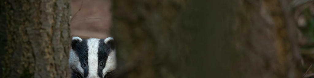 Photo by Vincent van Zalinge on Unsplash